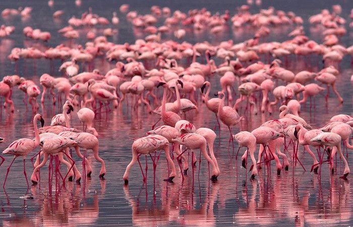 Lake-Nakuru-National-Park