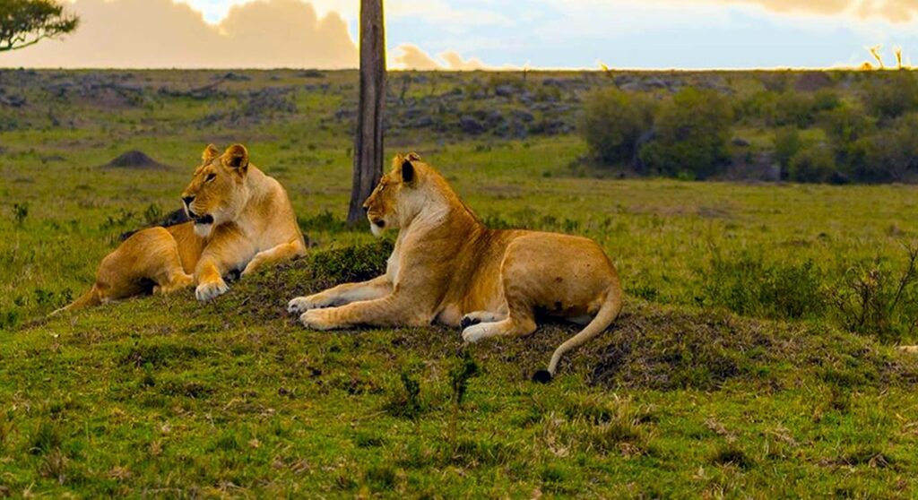 Half-Day safari