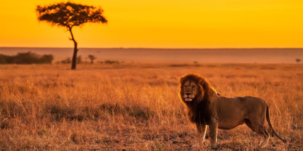 Maasai Mara National Reserve