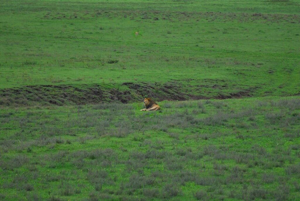 lion, safari, ngorongoro crater, wildlife, predator, animal, mammal, nature, wilderness, wildlife photography, landscape, ngorongoro, africa, tanzania, ngorongoro crater, ngorongoro crater, ngorongoro crater, ngorongoro crater, ngorongoro crater, ngorongoro